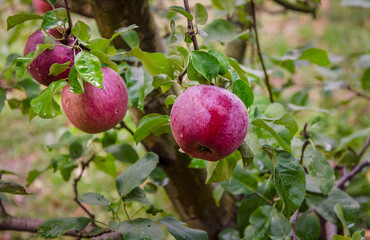 Ripe apples after the rain on a branch, growing in the garden.