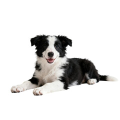 Fototapeta premium [Transparent Background PNG]Adorable Black and White Border Collie Puppy