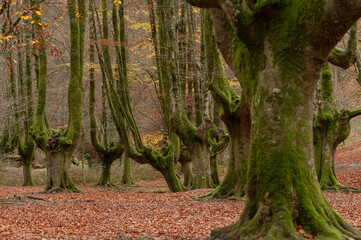 Ancient pollarded beech trees covered in green moss in an autumn forest.