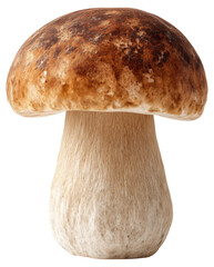 Realistic single porcini mushroom standing upright isolated on transparent background.