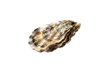 Obraz premium [Transparent Background PNG]Fresh Raw Oyster on Half Shell Seafood