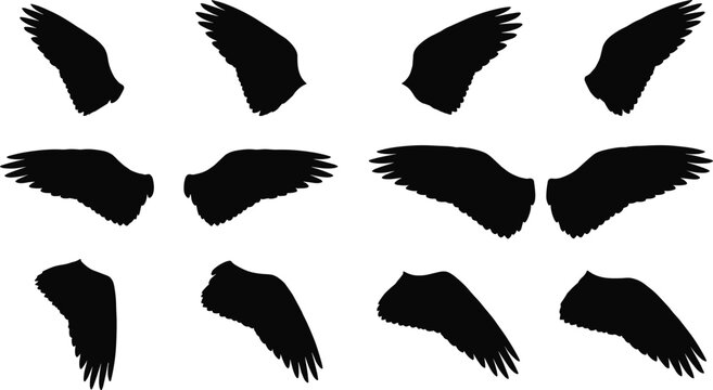 Bird wing silhouettes, feather shapes and flight styles, symmetrical and single wing poses, flat vector illustration, cad drawing, stock asset