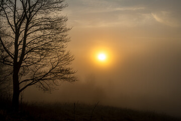 Park forest near old chapel trees sunrise fog in winter evening in Cesky Krumlov