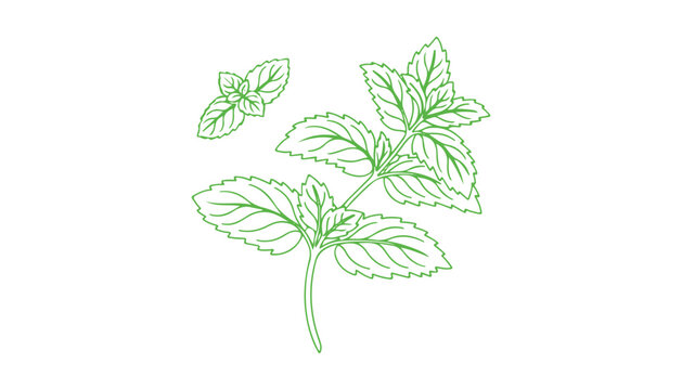 Here's a mint and spearmint vector illustration. It's perfect for label design. The artwork is a continuous line drawing that includes the phrase 'organic mint' in a continuous line art style.