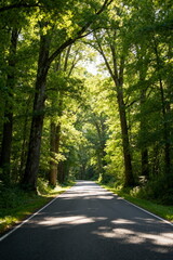 Fototapeta premium A Quiet Forest Road with Dappled Sunlight
