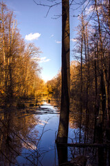 Autumn forest in the Kitaevskaya Hermitage. Kyiv, Ukraine.