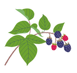 Blackberry Branch with Ripe Berries and Leaves