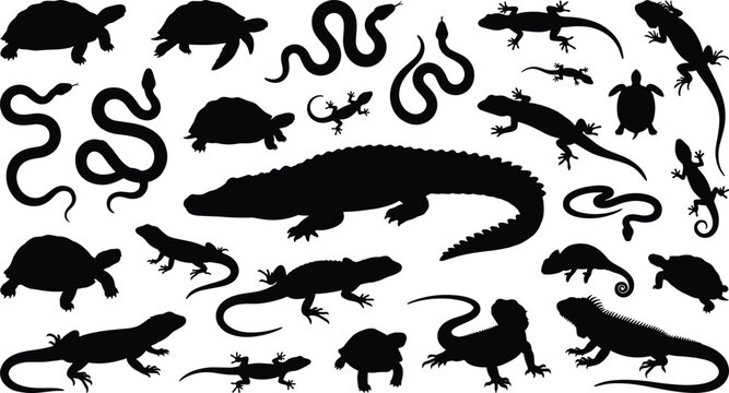 Reptile amphibian silhouettes, turtle snake lizard chameleon crocodile poses, wildlife taxonomy theme, flat vector illustration, cad drawing, stock asset