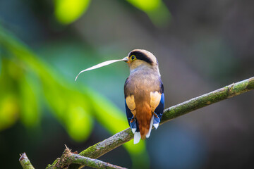 Silver-breasted Broadbill, a rare bird on the branch of the tree.