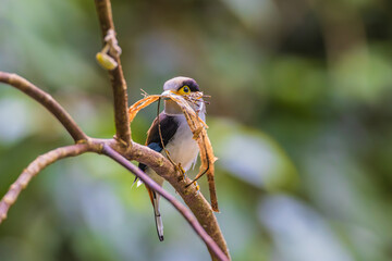Silver-breasted Broadbill, a rare bird on the branch of the tree.
