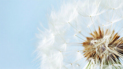 dandelion seed head showing delicate white pappus attached to brown seeds expanding gently against a soft blue background representing lightness and freedom