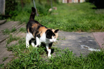 Village cat spotted in the street and basks in the sun on the porch
