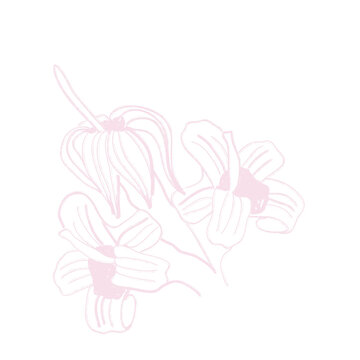 caju flower
