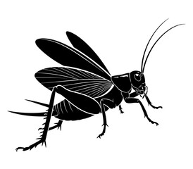 Black Silhouette Cricket Insect Vector Illustration Isolated on White Background