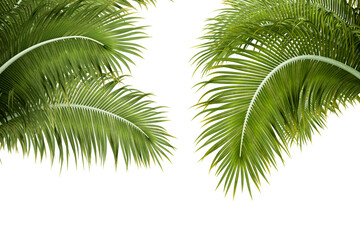 palm tree isolated on white