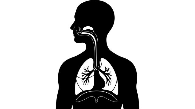 Human respiratory system anatomy with transparent background