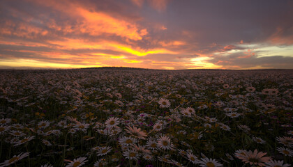 Naklejka premium A digitally rendered flowery meadow at sunset