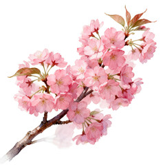 Obraz premium [Transparent Background PNG]Cherry Blossom Branch with Pink Flowers