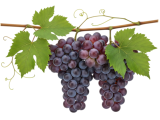 Two bunches of dark red grapes with green leaves on a branch bunch of grapes fruit