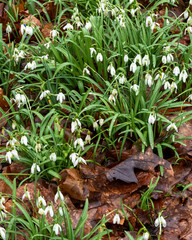 Springtime snowdrops bloom among fallen leaves in a serene garden setting