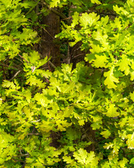 Vibrant green oak leaves in sunlight showcasing nature's beauty during a warm spring day in a lush forest