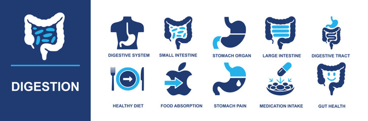 Digestion icon set. Containing digestive system, small intestine, stomach organ, large intestine, digestive tract, healthy diet, food absorption, stomach pain, medication intake, gut health and more. 