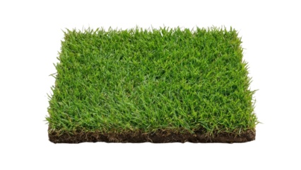 Isolated Rectangular Green Grass Patch with Soil on White Background