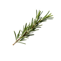 Fototapeta premium [Transparent Background PNG]Fresh rosemary herb branch with green leaves isolated on white background
