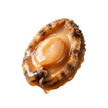 [Transparent Background PNG]Cooked abalone with glossy sauce on white background