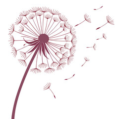 dandelion silhouette on white