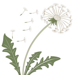 vector illustration of a dandelion