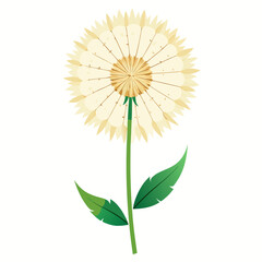 dandelion on white