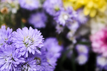 Purple chrysanthemum flowers in the garden with negative space. flower background.