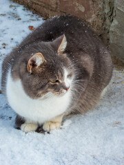 A gray and white cat sits near a gray wall outside in the snow