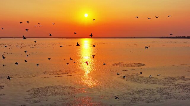Migratory birds at sunset in Poyang Lake, a flock of geese in flight