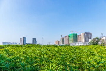Fototapeta premium The greenery landscape of Shuizhuyuan in Wuhou District, Chengdu City, Sichuan Province, China