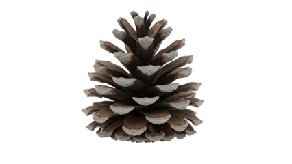 Single Pinecone Isolated on Black Background pine nut fir cone
