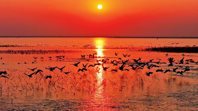 Migratory birds at sunset in Poyang Lake, a flock of geese in flight