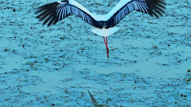 stork in flight