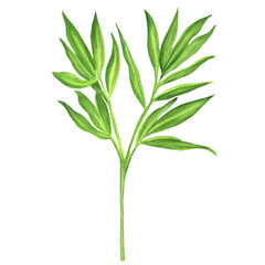 Green bamboo branch with leaves isolated. Chinese garden clipart. Bamboo tree elements. Hand-drawn watercolor illustration for Asian-themed design, packaging, postcards, scrapbooking