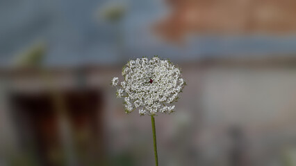 Close-up of a white Queen Anne's Lace flower against a blurred