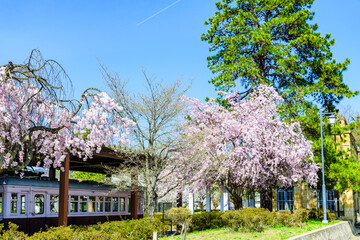 桜満開　山形県高畠町の旧高畑駅
