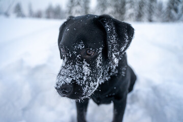 The sad face of a black Labrador retriever, a small puppy with snowballs on his face