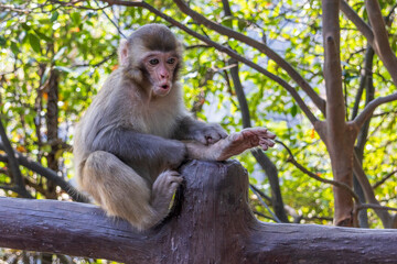 Monkey in the Tianzi Mountains (Avatars Mountains) in Zhangjiajie National Forest Park in Hunan, China.