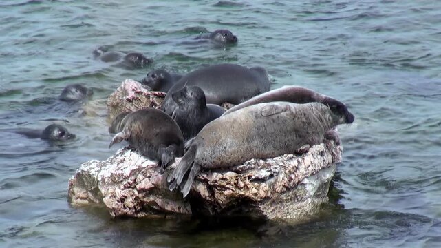 Baikal seals, also known as Pusa sibirica, rest upon rocky outcroppings in the waters of Lake Baikal. Some swim around the rocks, others bask in the sunshine.