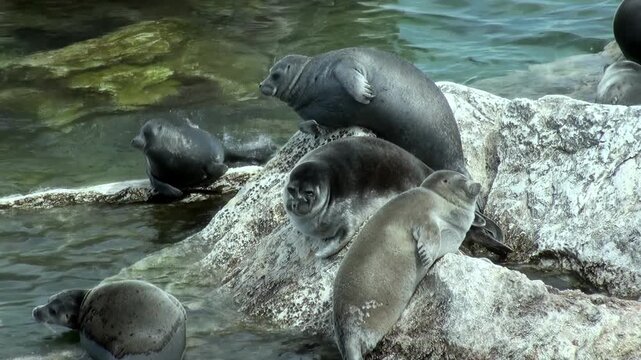 Baikal seals rest on rocks along the shore. Some seals are in the water. It is a bright day at Lake Baikal. The seals are relaxing and enjoying the sun.