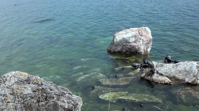 Seals of the Pusa sibirica species rest upon the rocks along the shoreline. The clear water of Lake Baikal shimmers in the daylight. The seals seem calm in their natural habitat.