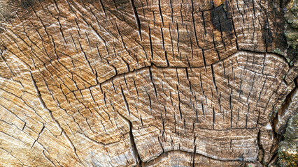 Fototapeta premium A high-quality cross-sectional image of an old, cracked tree stump with deep fissures and detailed wood grain. The organic texture has a weathered, aged surface.
