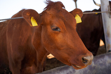  Close-up side profile of a reddish-brown cow with yellow ear tags standing at a metal feeding trough.