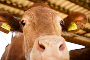 Extreme close-up of a brown cow&rsquo;s face with large wet nose, dark eyes, and yellow identification ear tags.